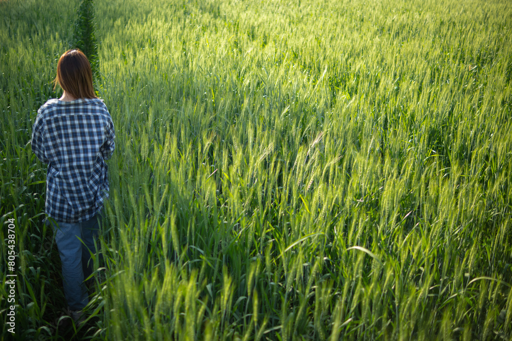 back of young woman walking through barley field along path in a bright green rice field in morning wants to be happy alone. young female tourist enjoys morning walk enjoying view of barley fields. back of young woman walking through barley field along path in a bright green rice field in morning wants to be happy alone. young female tourist enjoys morning walk enjoying view of barley fields.