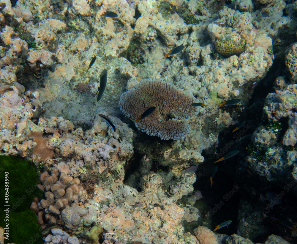 Beautiful tropical coral reef with shoal or red coral fish Anthias. Wonderful underwater world with corals, tropical fish Beautiful tropical coral reef with shoal or red coral fish Anthias. Wonderful underwater world with corals, tropical fish