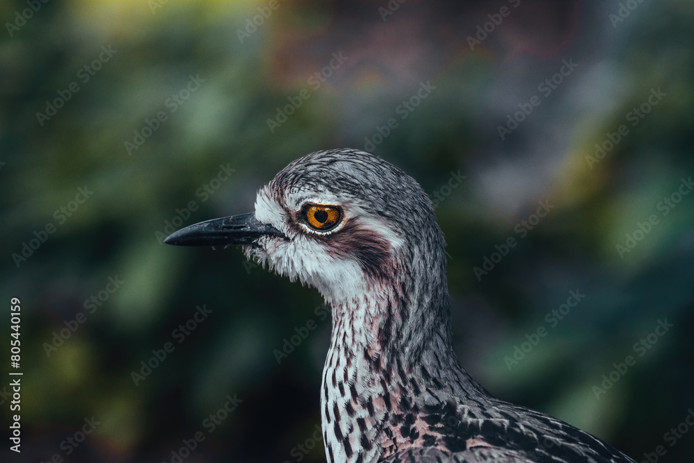 Bush Stone-Curlew or Bush Thick-knee, also known as the Iben Bird Burhinus grallius with blurry background, portrait. Bush Stone-Curlew or Bush Thick-knee, also known as the Iben Bird Burhinus grallius with blurry background, portrait.