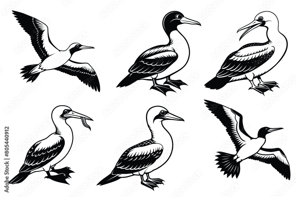 Obraz premium Gannet-bird silhouette vector