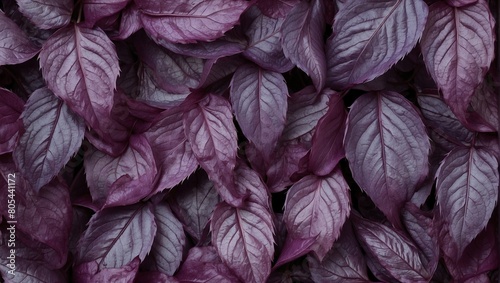 background texture of purple leaves