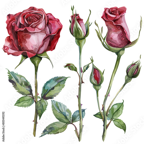 Watercolor drawing clipart of bud rose flower, isolated on a white background, Illustration painting, rose vector, drawing, design art, clipart image, Graphic logo