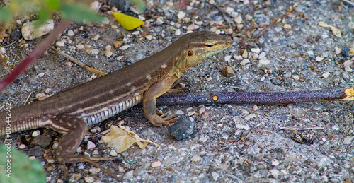 Lizard on the ground in Curaçao. photo