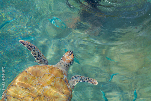 Green sea turtle swimming in the clear water of the Caribbean Sea. photo
