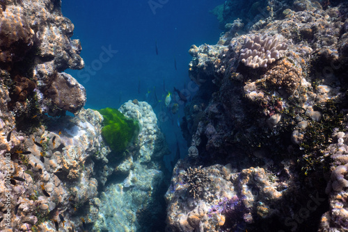 Beautiful tropical coral reef with shoal or red coral fish Anthias. Wonderful underwater world with corals  tropical fish