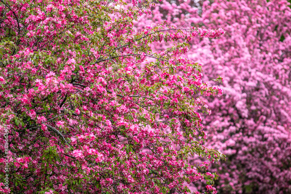 Crabapple tree in bloom in spring with dark and light pink petals Crabapple tree in bloom in spring with dark and light pink petals