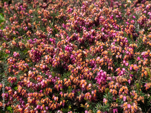 Fototapeta Naklejka Na Ścianę i Meble -  Field of heathers in their full bloom with beautiful pink red and pink colors that are dense