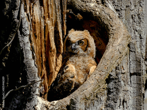 Great Horned Owl. Owlets