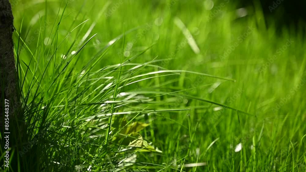 green lush grass sways in the wind green lush grass sways in the wind