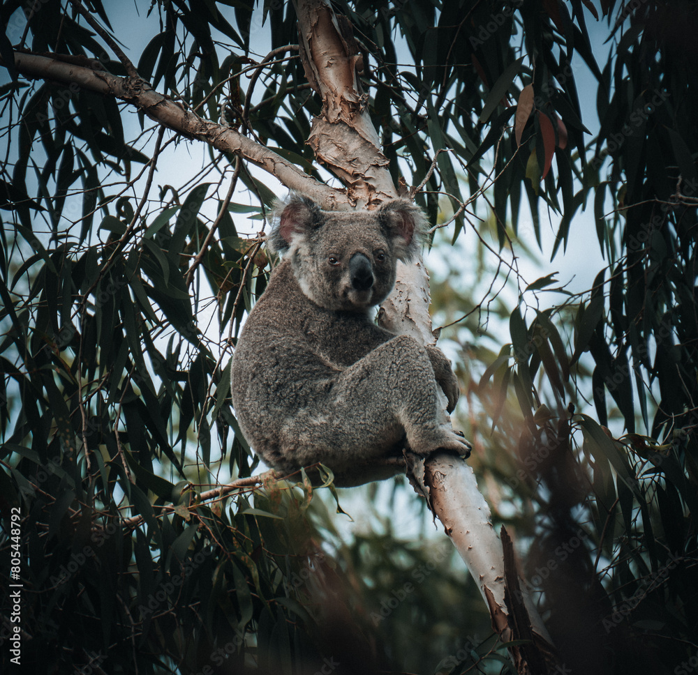 Obraz premium koala resting and sleeping on his tree with a cute smile. Australia, Queensland.