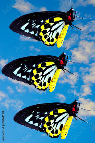 Cairns Birdwing  Butterflies flying