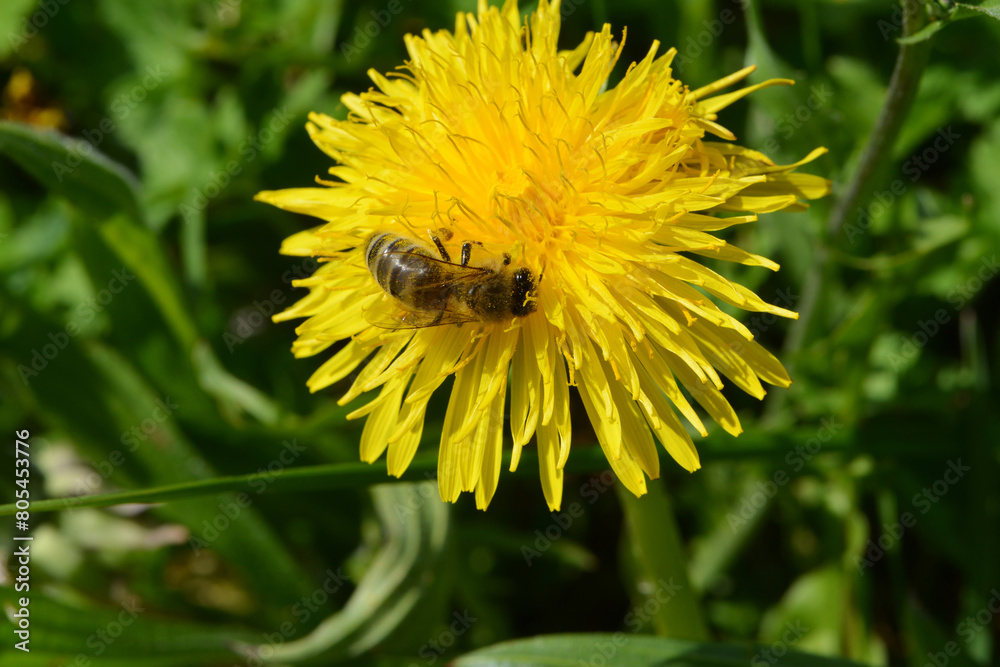 Biene,  Bienen,  Honigbiene,  Aphis mellifera