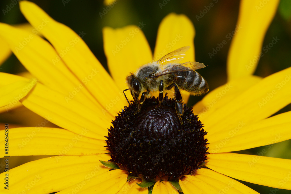 Biene, Bienen, Honigbiene, Aphis mellifera Biene, Bienen, Honigbiene, Aphis mellifera