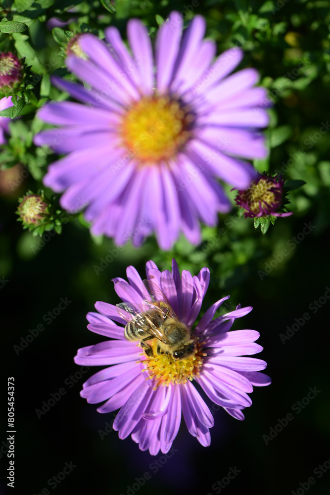 Biene, Bienen, Honigbiene, Aphis mellifera Biene, Bienen, Honigbiene, Aphis mellifera