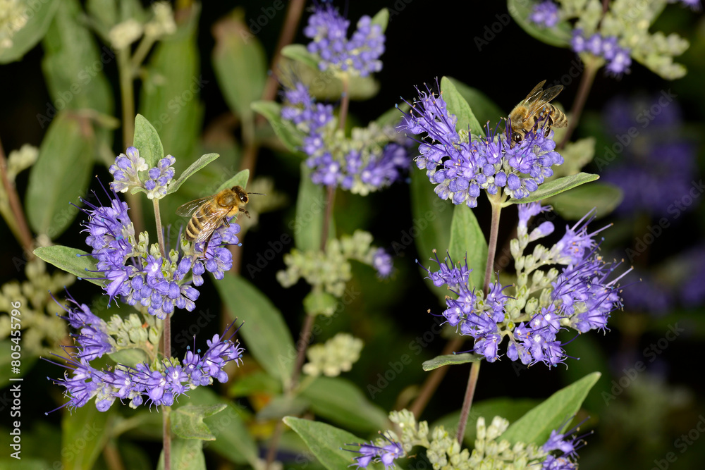 Biene, Bienen, Honigbiene, Aphis mellifera Biene, Bienen, Honigbiene, Aphis mellifera
