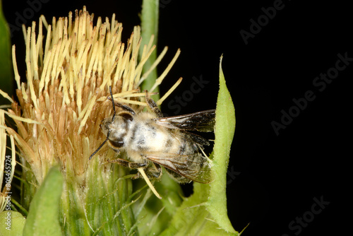 Fliegentöter, Entomophthora muscae photo