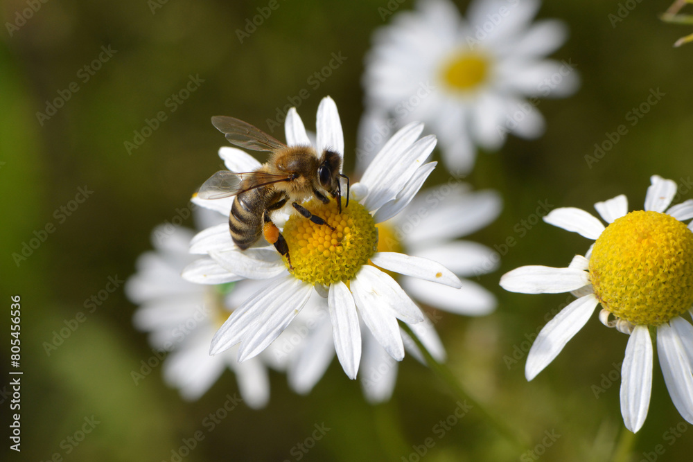Biene, Bienen, Honigbiene, Aphis mellifera Biene, Bienen, Honigbiene, Aphis mellifera