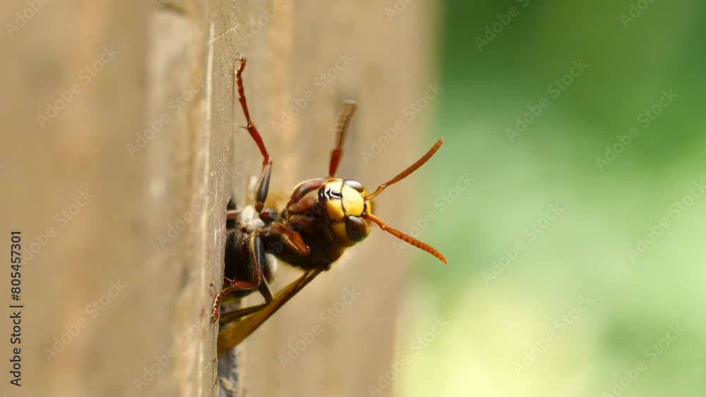 The venomous Japanese hornet is one of the largest wasp species in the world. They are dangerous animals because of their deadly venom. The venomous Japanese hornet is one of the largest wasp species in the world. They are dangerous animals because of their deadly venom.