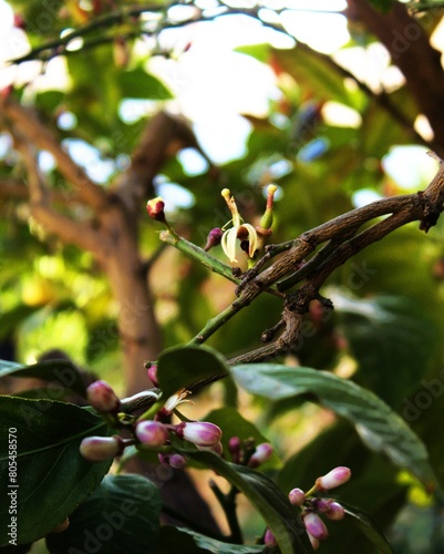 Lemon tree is a species of small evergreen trees from the flowering plant family Rutaceae. The beauty of its flowers with white and pink color.