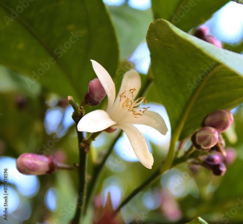 Lemon tree is a species of small evergreen trees from the flowering plant family Rutaceae. The beauty of its flowers with white and pink color.