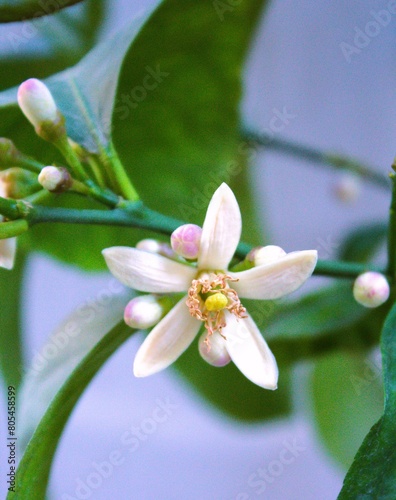 Lemon tree is a species of small evergreen trees from the flowering plant family Rutaceae. The beauty of its flowers with white and pink color.