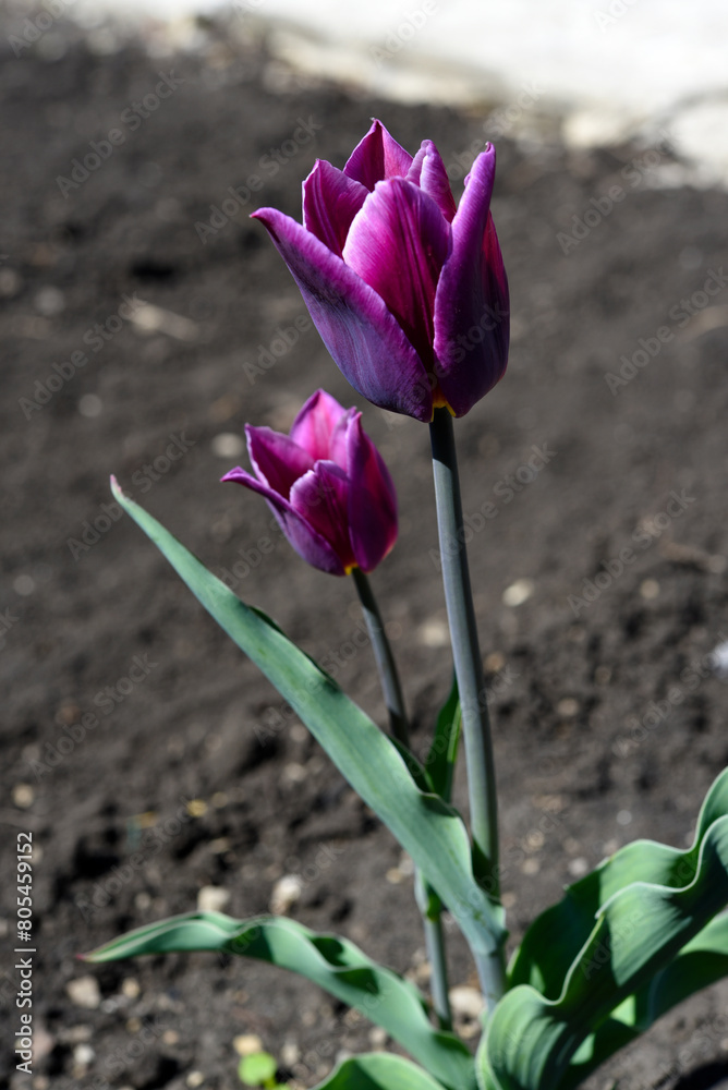 Purple tulip in the spring garden. A tulip on the background of the earth. A single flower. Purple tulip in the spring garden. A tulip on the background of the earth. A single flower.