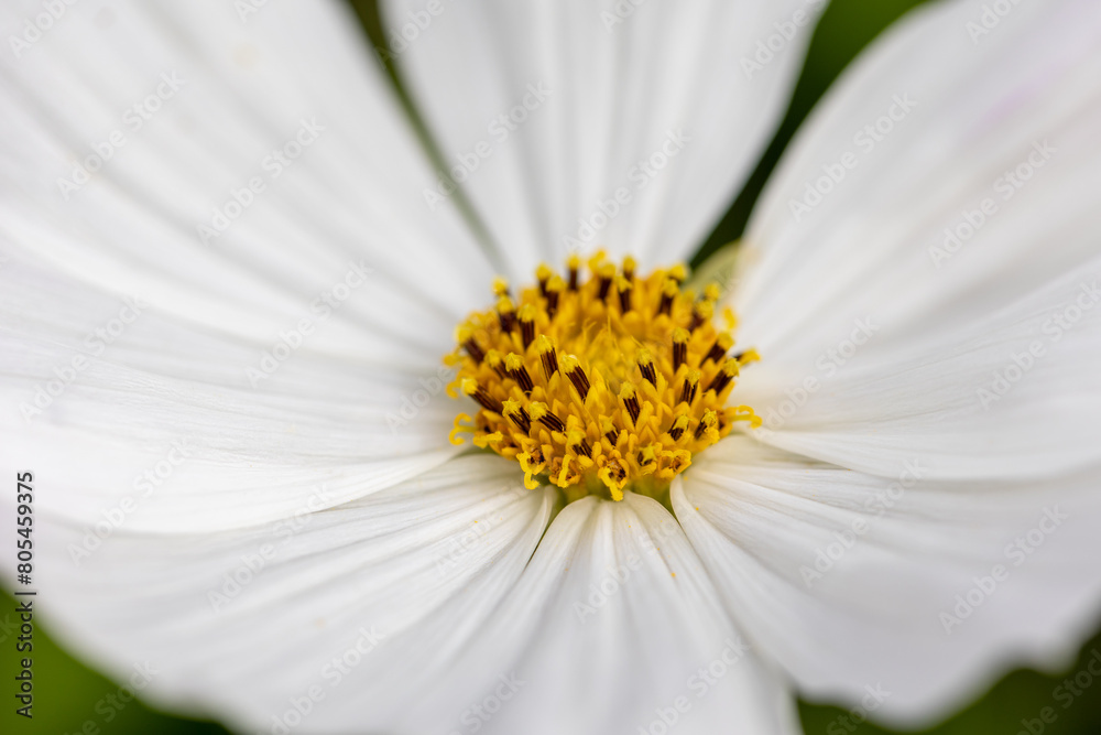 Fototapeta premium White flower with beautiful structure looking