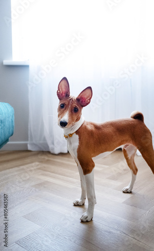 Basenji or African non-barking dog. And also a Congolese bush dog in the apartment