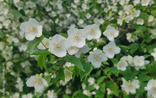 Sweet mock-orange (Philadelphus coronarius)