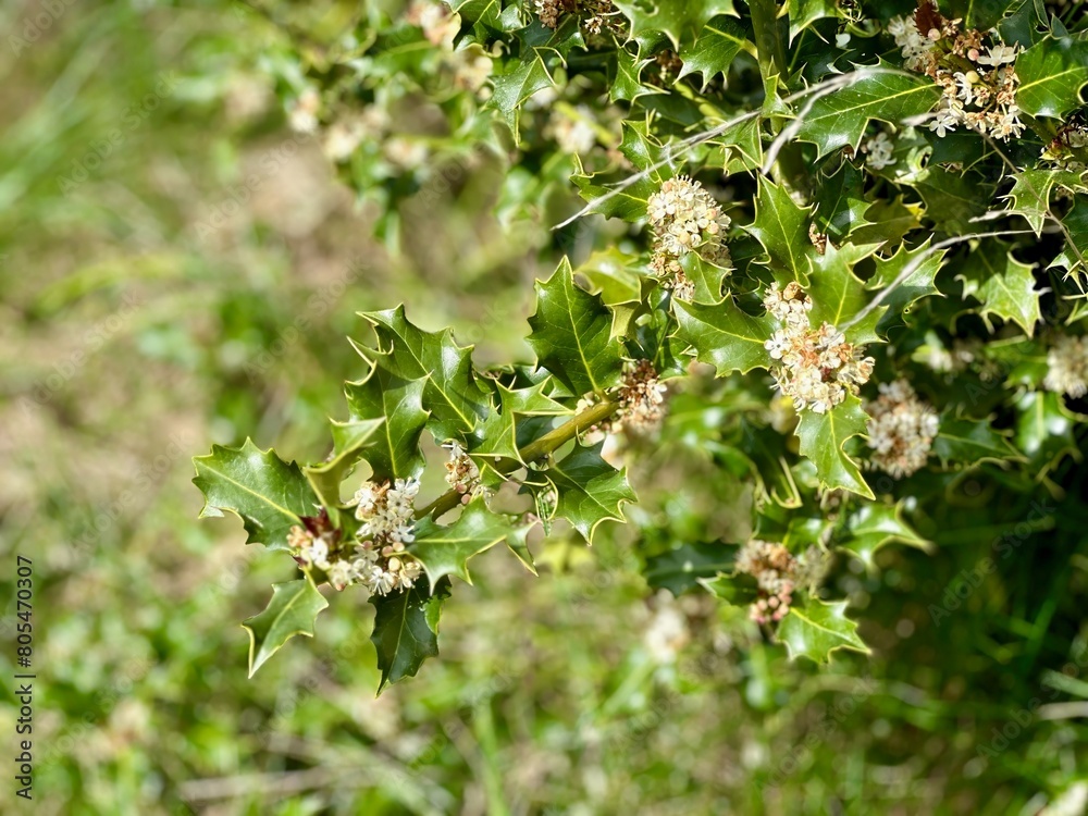 Vibrant Close-Up of Holly Branches with Intricate White Flowers and Sharp Green Leaves in Natural Setting Vibrant Close-Up of Holly Branches with Intricate White Flowers and Sharp Green Leaves in Natural Setting