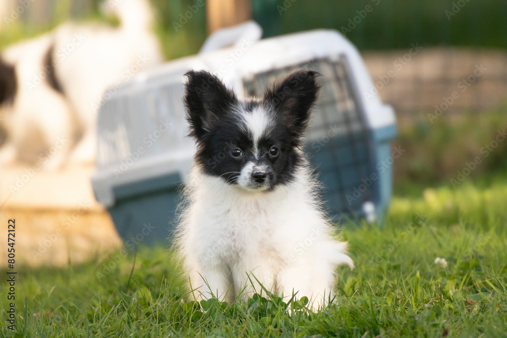 Obraz premium Small Papillon puppy dog ​​against the background of a cage, box for transportation