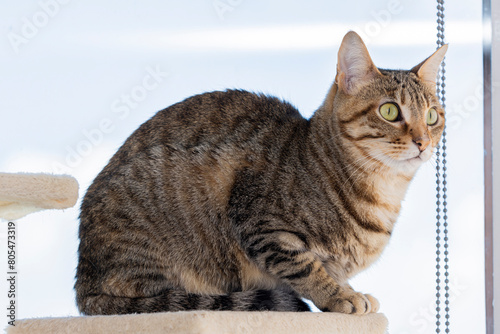 Cat preparing to attack, gaze fixed on a subject.