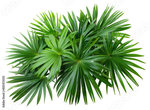 Lush green tropical palm leaves isolated on transparent background