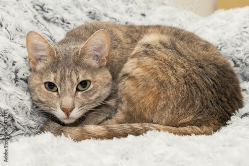 Cat lying down wondering if she's going to get out of bed.