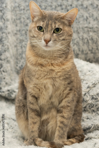 Cat sitting on the bed, trying to understand where the noise is coming from.