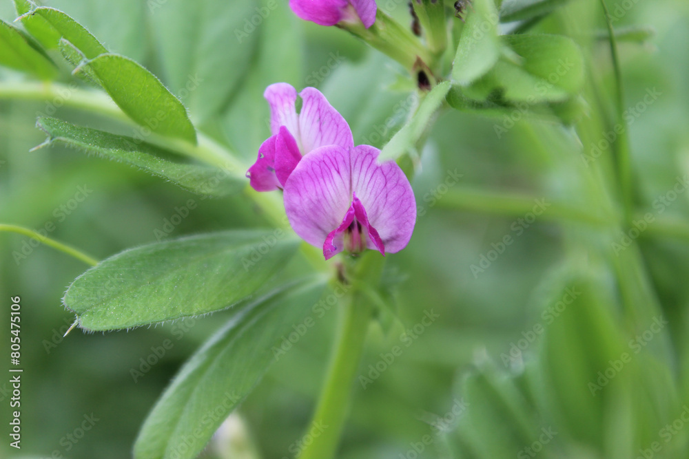 Blüte der Futterwicke oder Saat-Wicke (Vicia sativa) in einer Nahaufnahme Blüte der Futterwicke oder Saat-Wicke (Vicia sativa) in einer Nahaufnahme