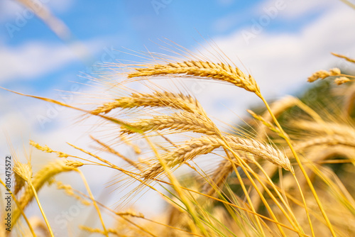 Close-up of a golden wheat field in the summer with trees in the background