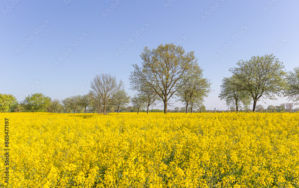 Blühendes Rapsfeld