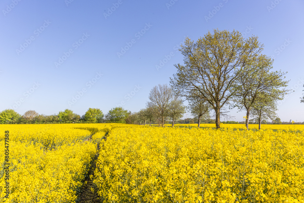 Blühendes Rapsfeld