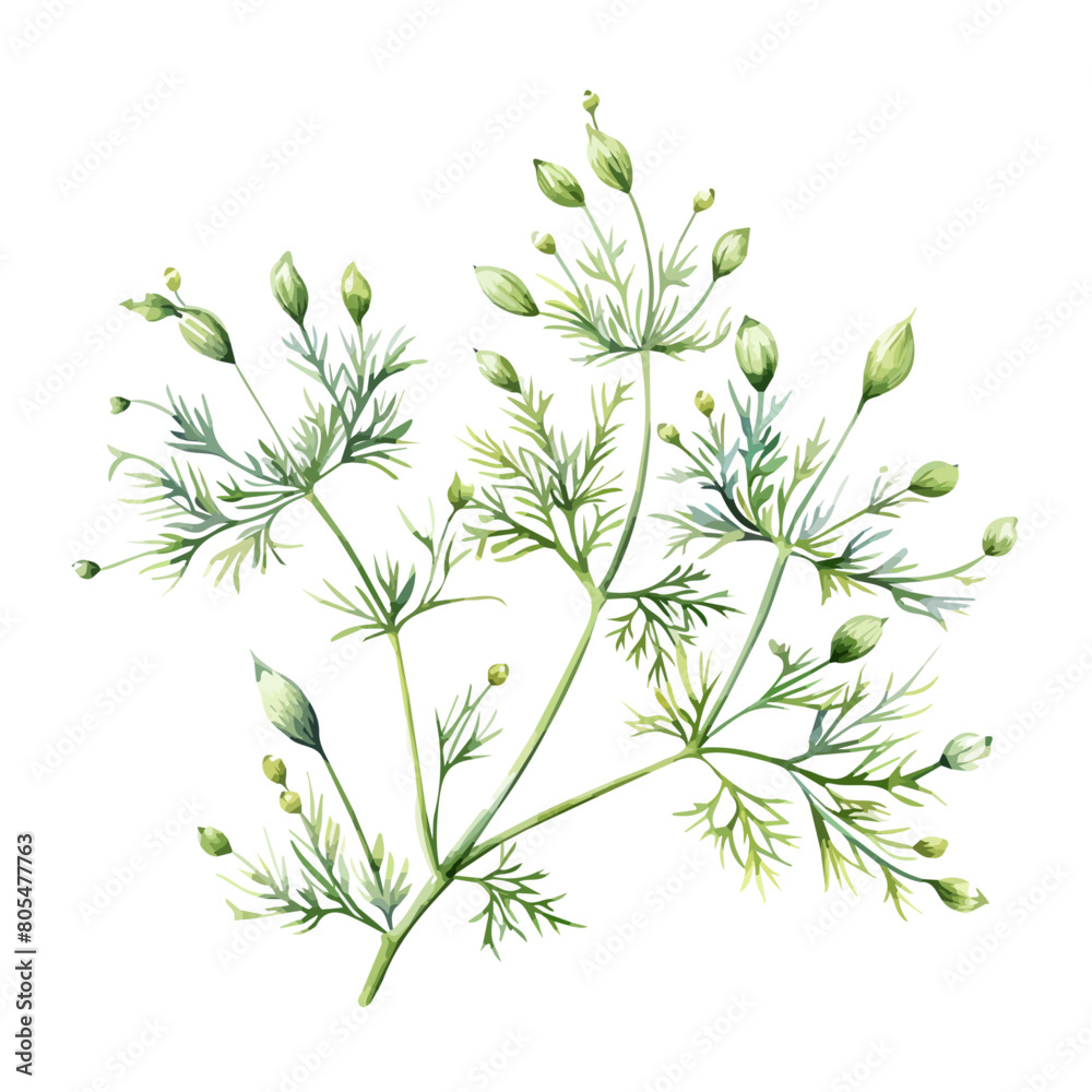 Watercolor painting of foeniculum vulgare, isolated on a white background, and foeniculum vulgare vector Watercolor painting of foeniculum vulgare, isolated on a white background, and foeniculum vulgare vector