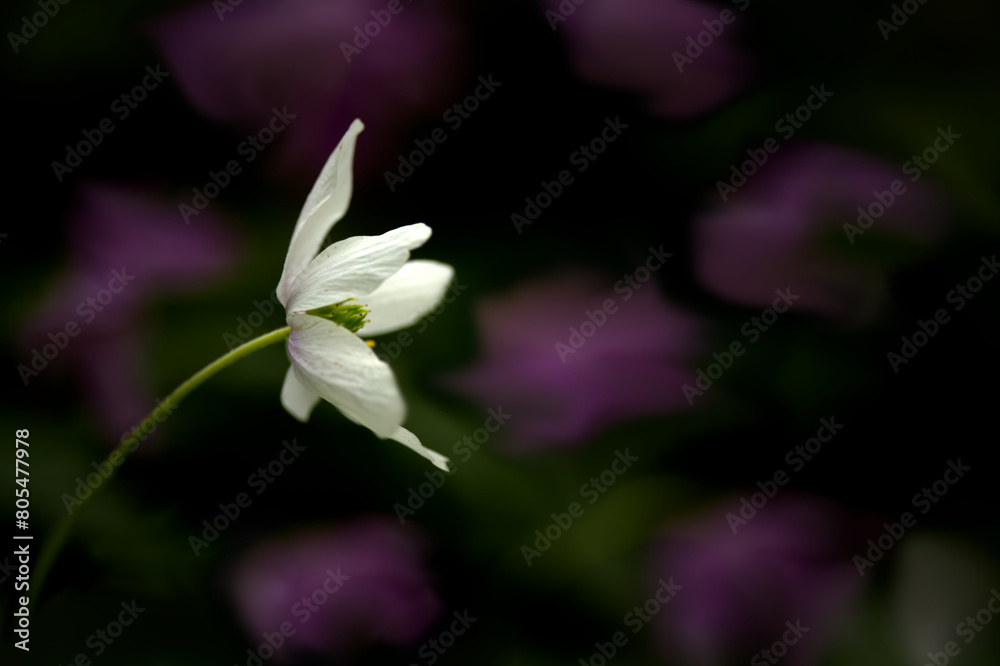 Obraz premium Wood Anemone