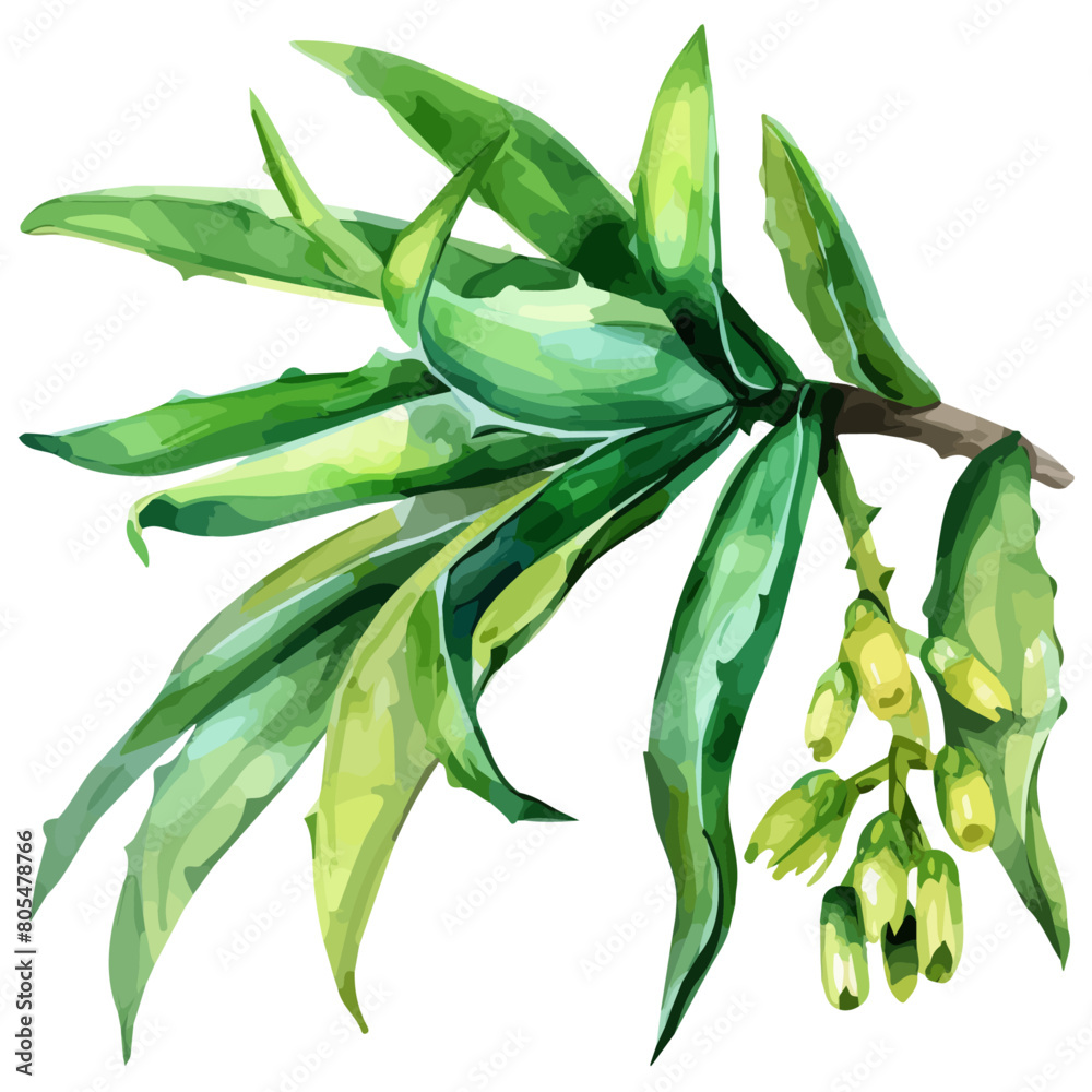 Watercolor painting of Greengage, isolated on a white background, and Greengage vector Watercolor painting of Greengage, isolated on a white background, and Greengage vector
