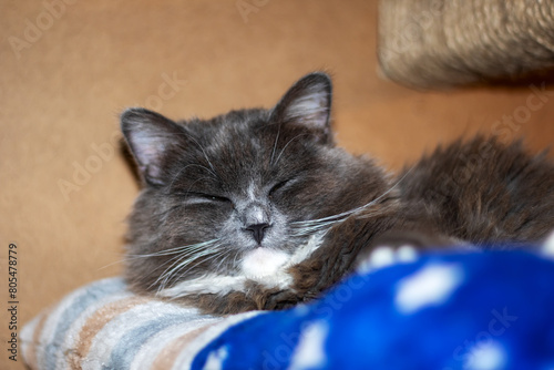Closeup of a Felidae cat sleeping peacefully with closed eyes and grey fur
