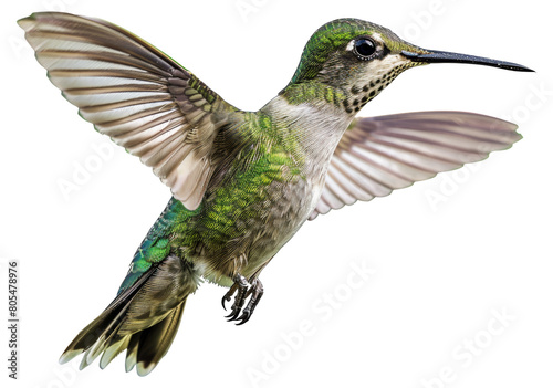 Hummingbird in flight captured with detailed wing motion isolated on transparent background