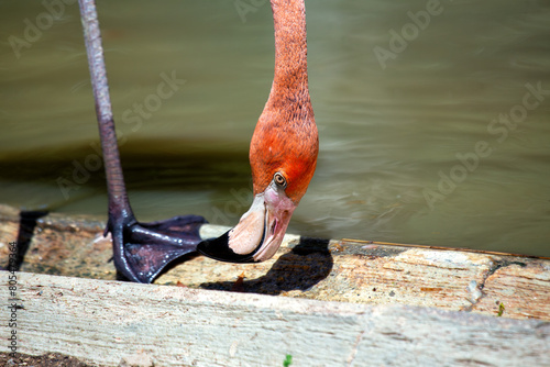 American Flamingo (Phoenicopterus ruber) - Graceful Giant of the Americas