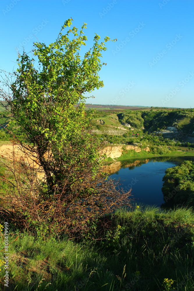 A tree next to a body of water