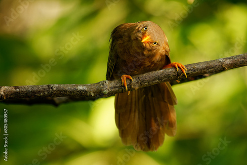 Yellow-billed babbler Argya or Turdoides affinis brown bird in Leiothrichidae endemic to India and Sri Lanka, Its habitat is scrub, cultivation and garden land, green background photo