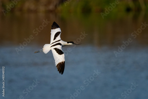 Pied avocet Recurvirostra avosetta large black and white wader in stilt family Recurvirostridae, flying remarkable bird above the water, bird forage in shallow brackish water or on mud flats