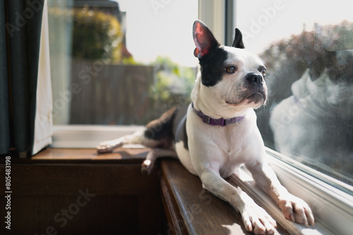 Boston Terrier dog lying down on a windowsill of a bay window in the sunshine. She is looking out of the window.