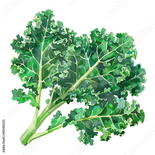 Watercolor drawing of a kale, isolated on a white background, clipart image, Illustration painting, design art, kale vector, Graphic logo, drawing clipart. 